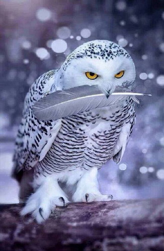 White owl holding feather in beak