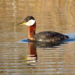 Birding With Lance