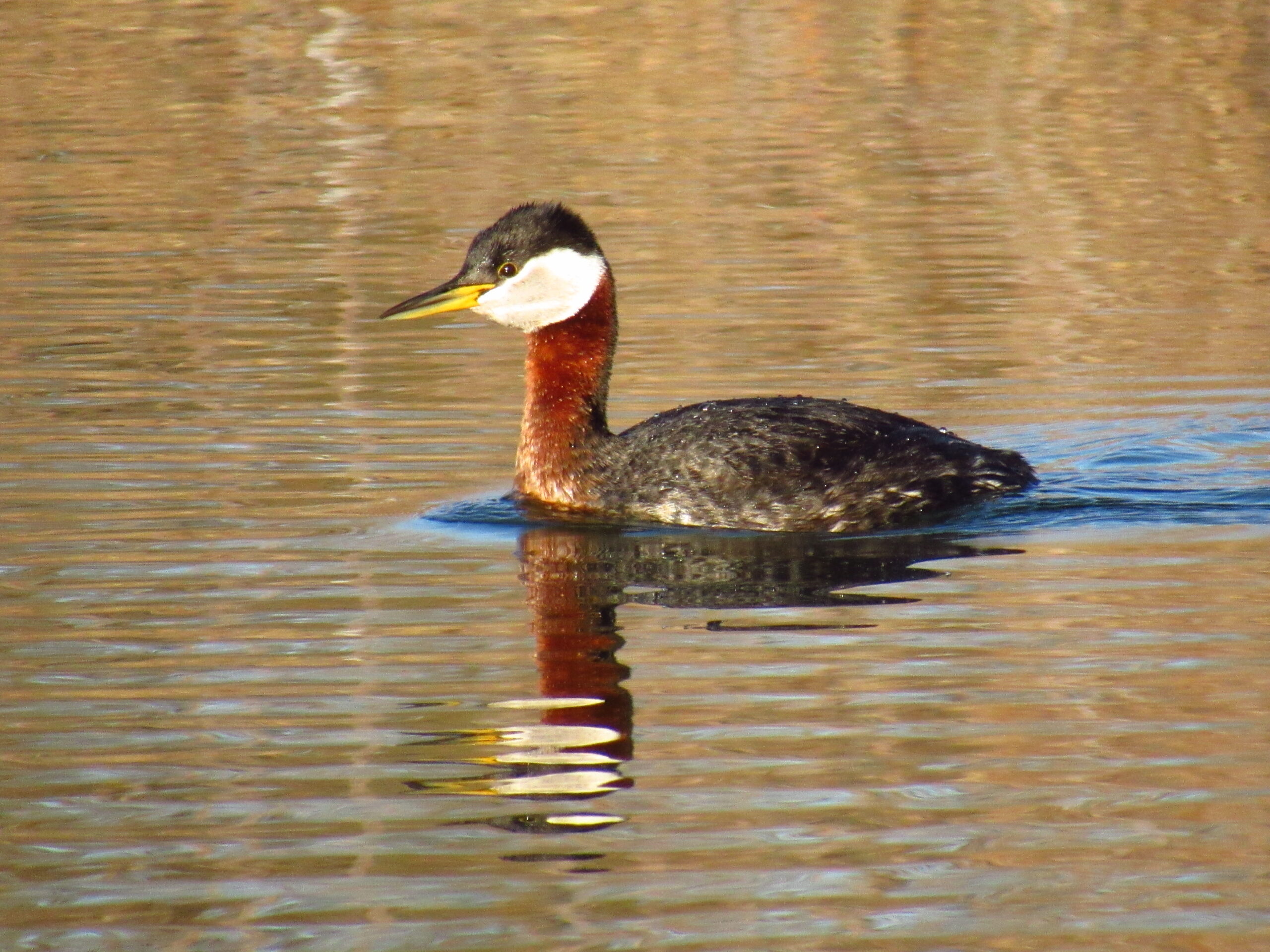 Birding With Lance