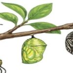 Sunday Talk : “Transitions and Reflections”