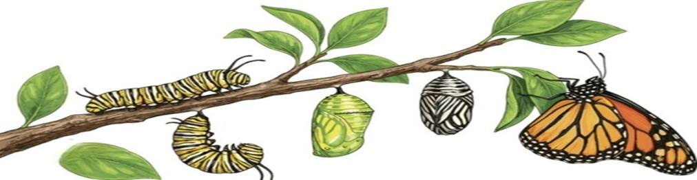 Sunday Talk : “Transitions and Reflections”